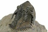Exceptional Metacanthina Trilobite - Lghaft, Morocco #350498-4